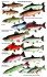 Подборка блесен от Колебалка-Питер на красную рыбу - Интернет-магазин товаров для рыбалки «Академiя Рыбалки»